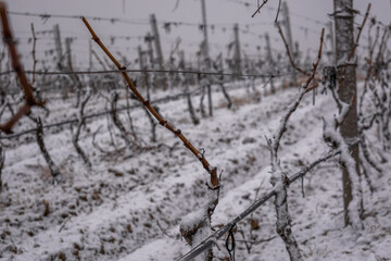 Fototapeta na wymiar Vineyard in the snow