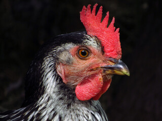 portrait of a black chicken