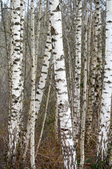 Fototapeta premium Graphic pattern in nature in the white and black bark of birch trees, as a nature background 