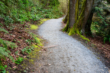 Fototapeta premium Gravel trail through a wetland forest on a spring day, adventure in the woodland 
