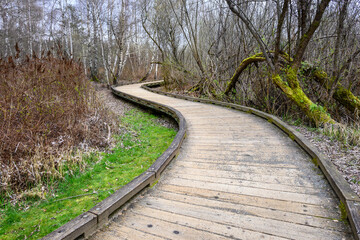 Wood boardwalk trail through a wetland forest on a spring day, adventure in the woodland, graphic birch trees in the background

