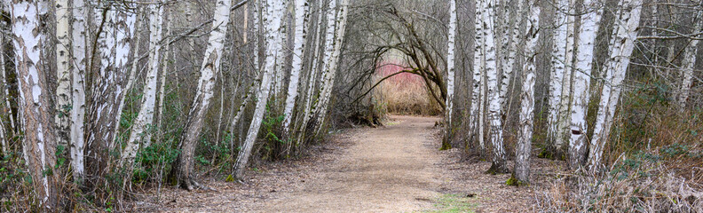 Obraz premium Dirt trail through a wetland forest on a spring day, adventure in the woodland, graphic bark on birch tree tunnel 