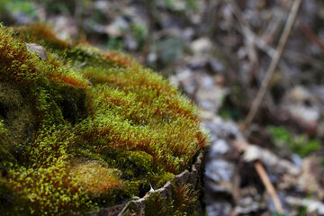 green moss on the tree stump in the forest