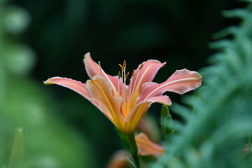 Fleur de Lys orange et jaune avec verdure en été 