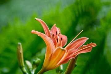 Fototapeta premium Fleur de Lys orange et jaune avec verdure en été 