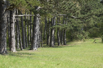 Fototapeta premium Kiefernwald