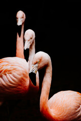 Fototapeta premium Bad Flamingos