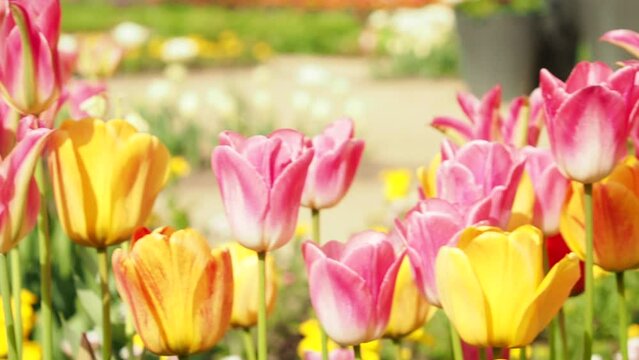 Multicolored tulips. Tulips of different colors. Flowerbed of tulips