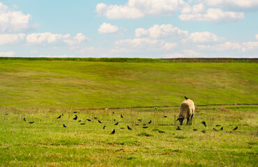 Obraz premium Sheep and birds on summer field