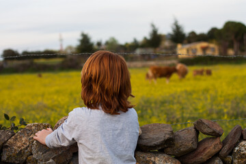 niño mirando vacas