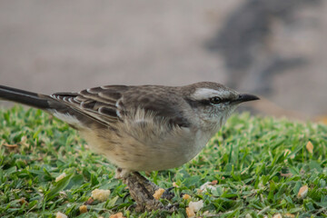 Mimus Saturninus - Large Calandria (5)