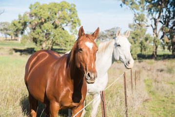 Fototapeta premium horse in the field