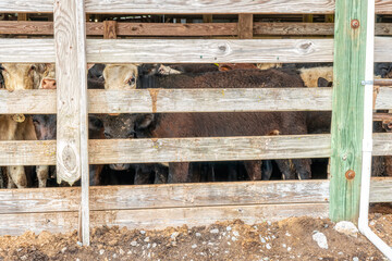 Cattle at the livestock auction in a holding pen before the sale.