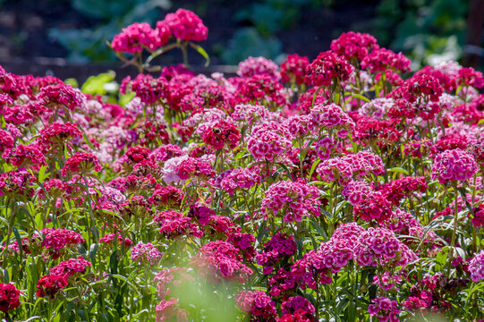 Bartnelken (Dianthus barbatus)