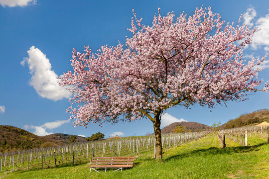 Bl&uuml;hender Mandelbaum (Prunus dulcis) &uuml;ber Birkweiler