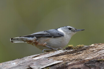 White-Breasted Nuthatch, closeup.