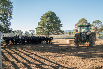 tractor and cows