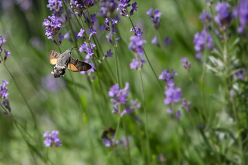 Little hummingbird hawkmoth hovering in a purple field of lavender