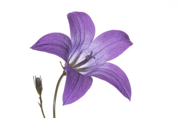 Single purple meadow bell flower as isolated close up