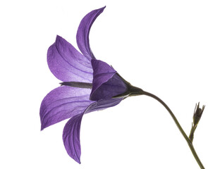 Single purple meadow bell flower as isolated close up