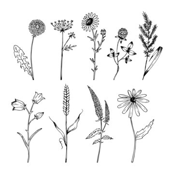 searchlight clipart black and white flower