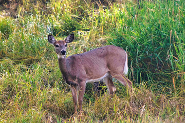On a sunny, warm day, a White Tail Deer pauses from grazing to check its surroundings amid tall green grass and forest.