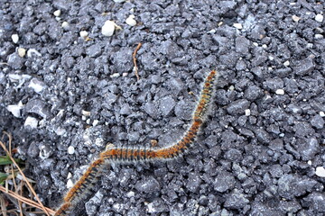 pine processionary Thaumetopoea pityocampa crossing the asphalt road, close up shot