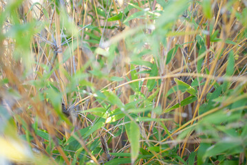 bamboo and leaves textured background