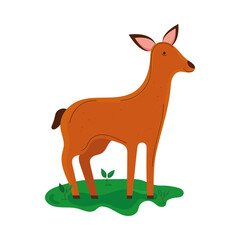 wild reindeer animal