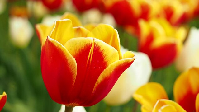 Multicolored tulips. Tulips of different colors. Flowerbed of tulips
