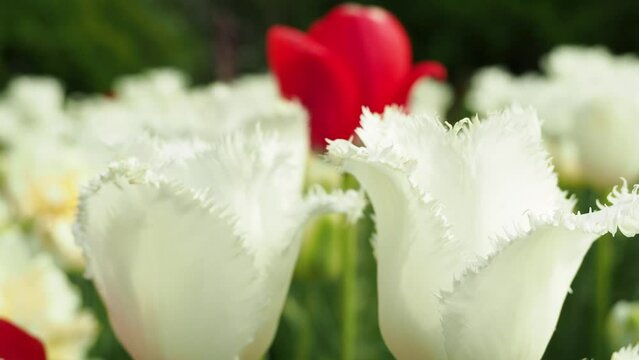 Red and white tulips. Red and white tulips close up