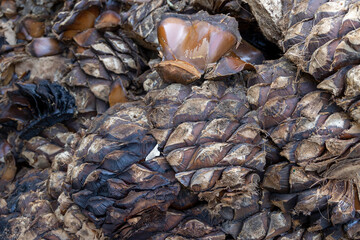 Dried Agave Pineapples Harvested to Make Mezcal