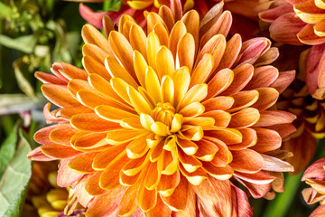 Fototapeta premium Close up of Chrysanthemum blooming, ready for Spring
