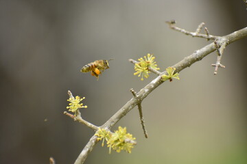 bee on flower