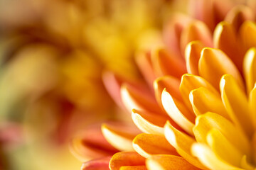 Abstract Background of Chrysanthemum Blooming Macro