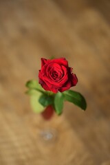 Obraz premium A macro overhead close up of a red rose.