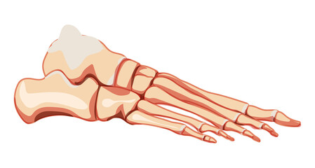 Human Foot ankle Bones Skeleton side view. 3D Anatomically correct joints, toe phalanges, cuboid, metatarsal, navicular, cuneiform realistic flat Vector illustration of isolated on white background