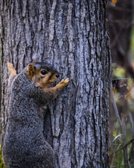 Squirrel Climbing a Tree in the Backyard