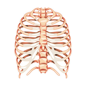 16,287 Rib Cage Images, Stock Photos, 3D objects, & Vectors