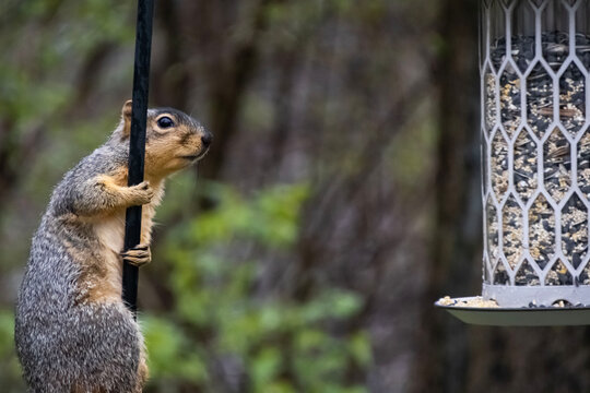 Squirrel reaching for bird feeder in backyard