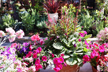 pink petunias