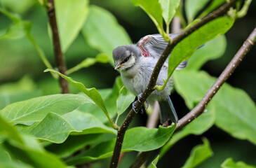 Young fledgling bird lifts its wings to fly showing pink skin underneath. Blue tit 