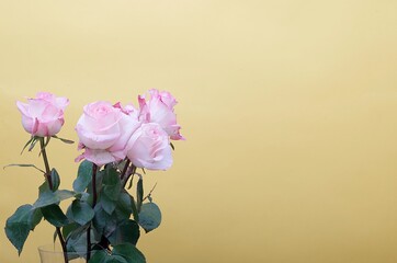 Elegant stylish small bouquet of pink roses in a crystal transparent vase on a yellow background.