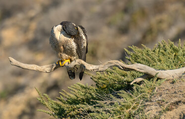 Peregrine Falcons in the wild, perched and preening on a cliff over the Pacific Ocean