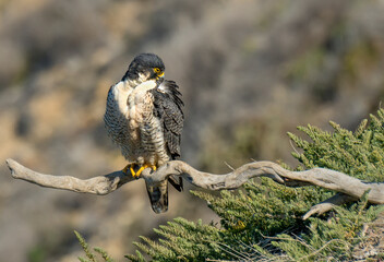 Peregrine Falcons in the wild, perched and preening on a cliff over the Pacific Ocean