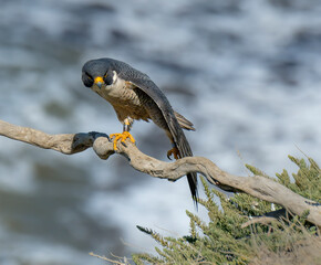 Peregrine Falcons in the wild, perched and preening on a cliff over the Pacific Ocean