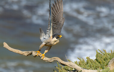 Peregrine Falcons in the wild, perched and preening on a cliff over the Pacific Ocean
