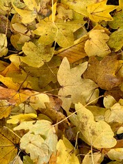 Gelbe Ahornblätter, Herbstblätter im Herbst liegen auf dem Waldboden - Ahorn Blätter