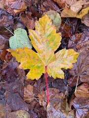 Obraz premium Ahornblatt gelb im Herbst auf Waldboden - Herbstblätter braun im Porträt