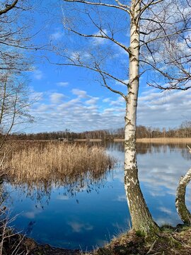 Birke im Herbst am Falkensee - See in Havelland - Berlin